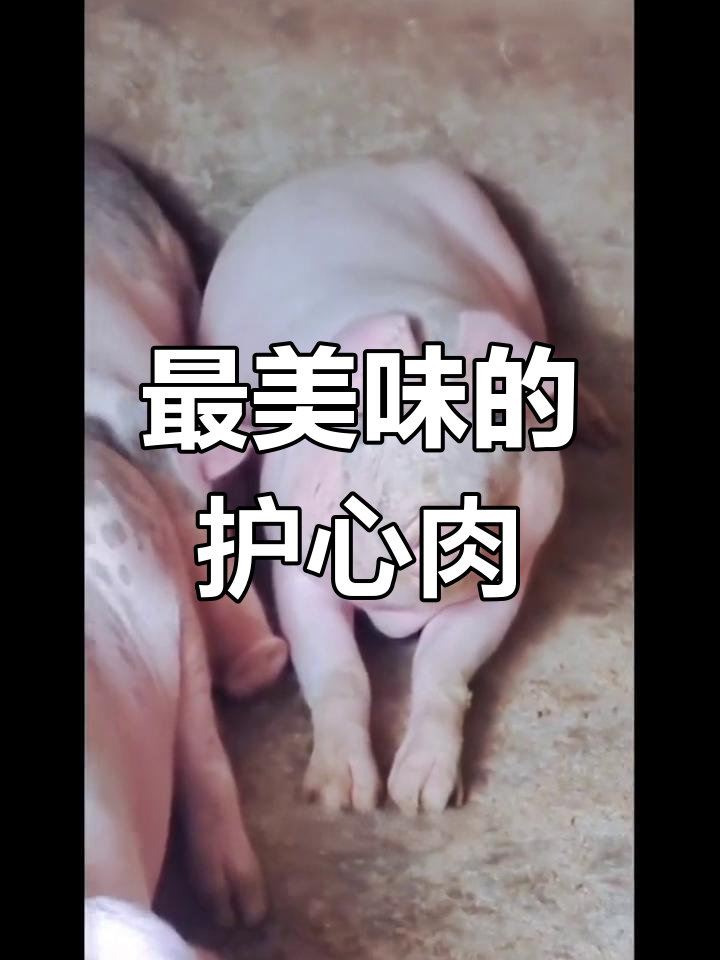 猪身上最珍贵的部位,吃过的人都忘不了