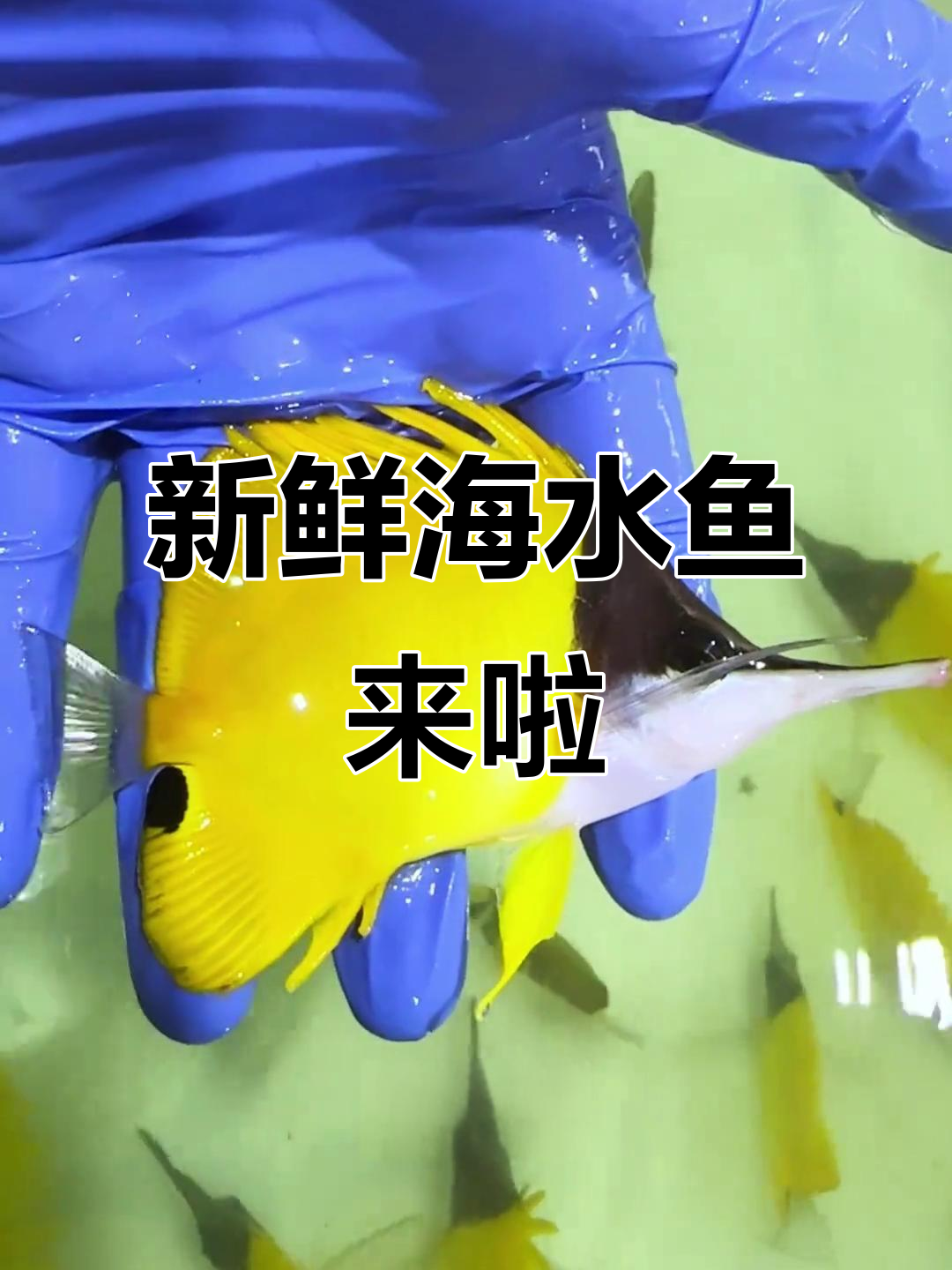 新海水鱼到货！蓝纹炮弹、小丑红苹果等新品亮相