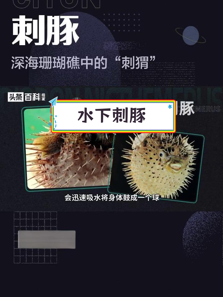 深海中的“刺猬”鱼:刺豚