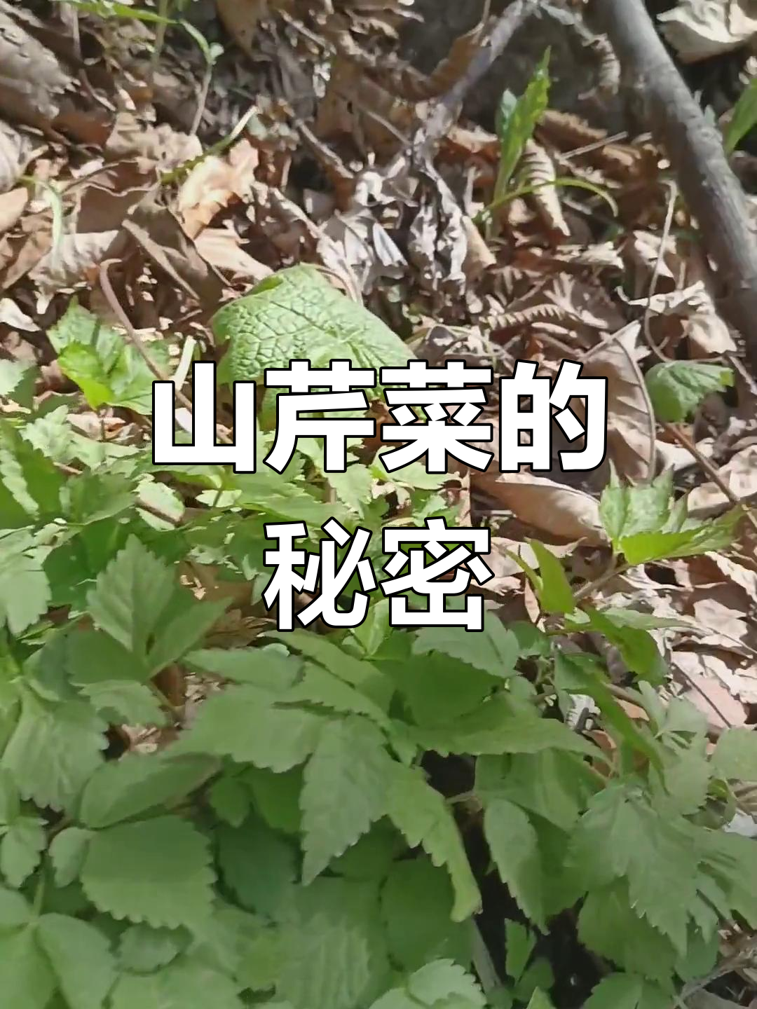野生山芹菜,大叶底下藏着惊喜