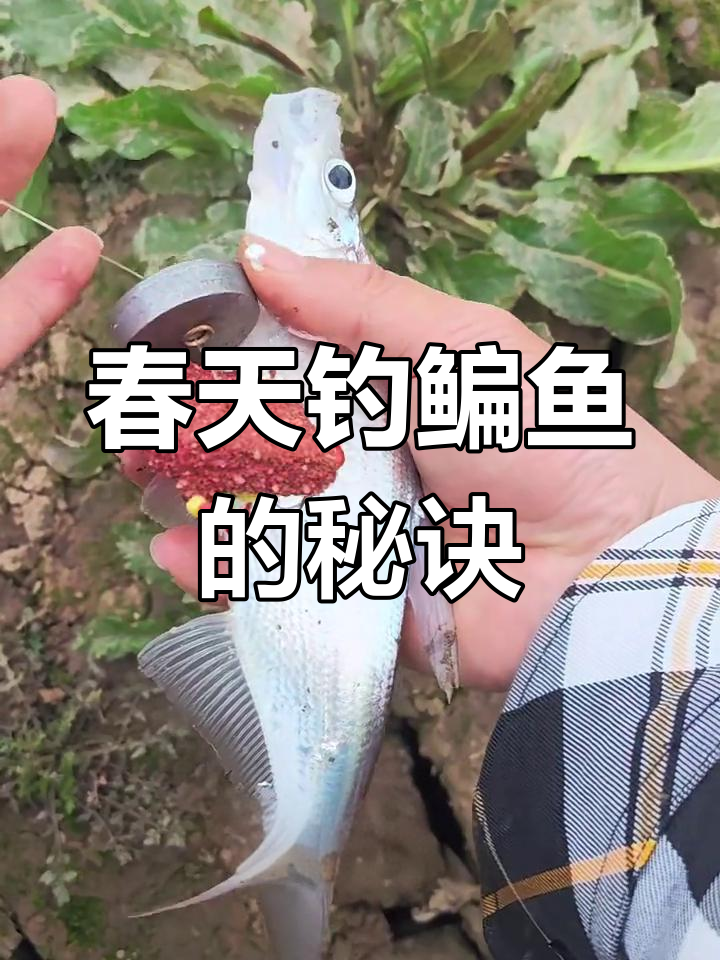 春季钓鱼技巧大揭秘,翻板钩助力早春鱼情