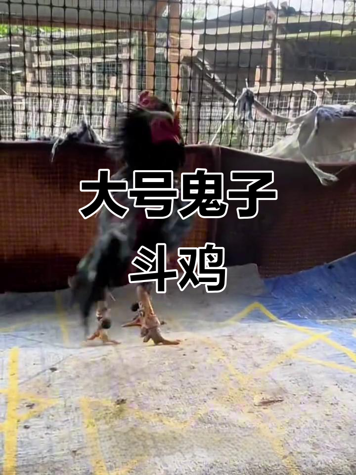 两只大号鬼子斗鸡,精彩对决不容错过