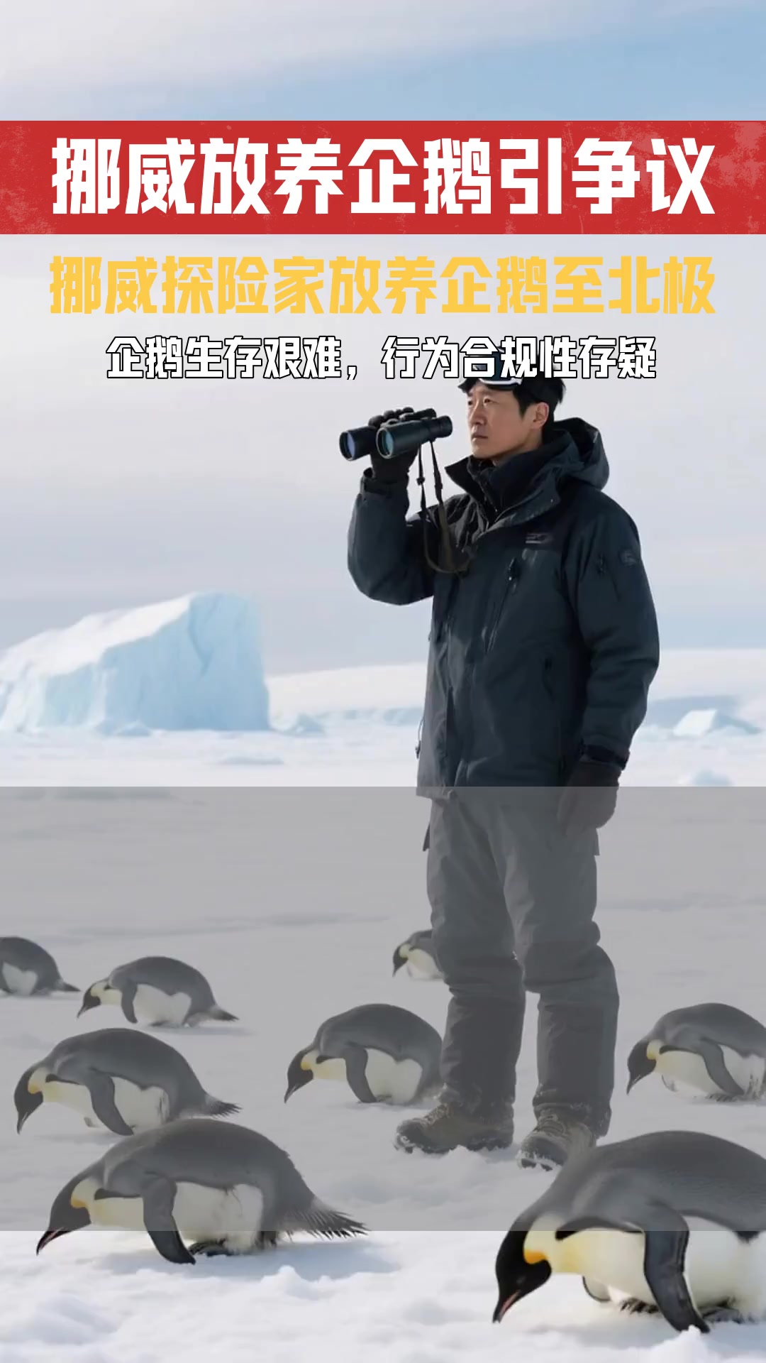 北极放养69只企鹅后存活艰难 若以当前生态标准衡量 当年放养行为是否符合环保事实要求