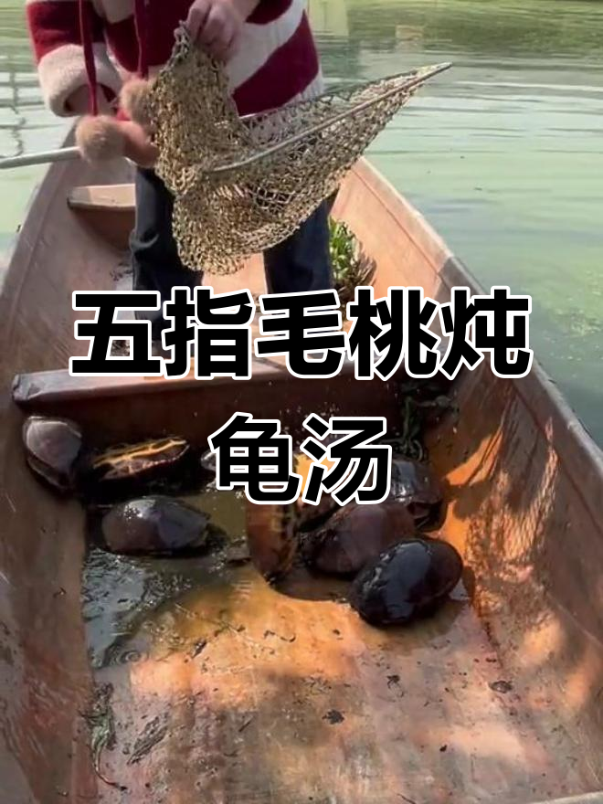 五指毛桃土茯苓煲龟汤,滋补美味不容错过