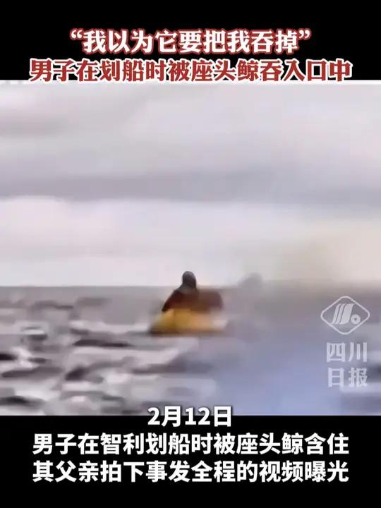 惊险!男子在划船时被座头鲸吞入口中,随后被鲸鱼吐出