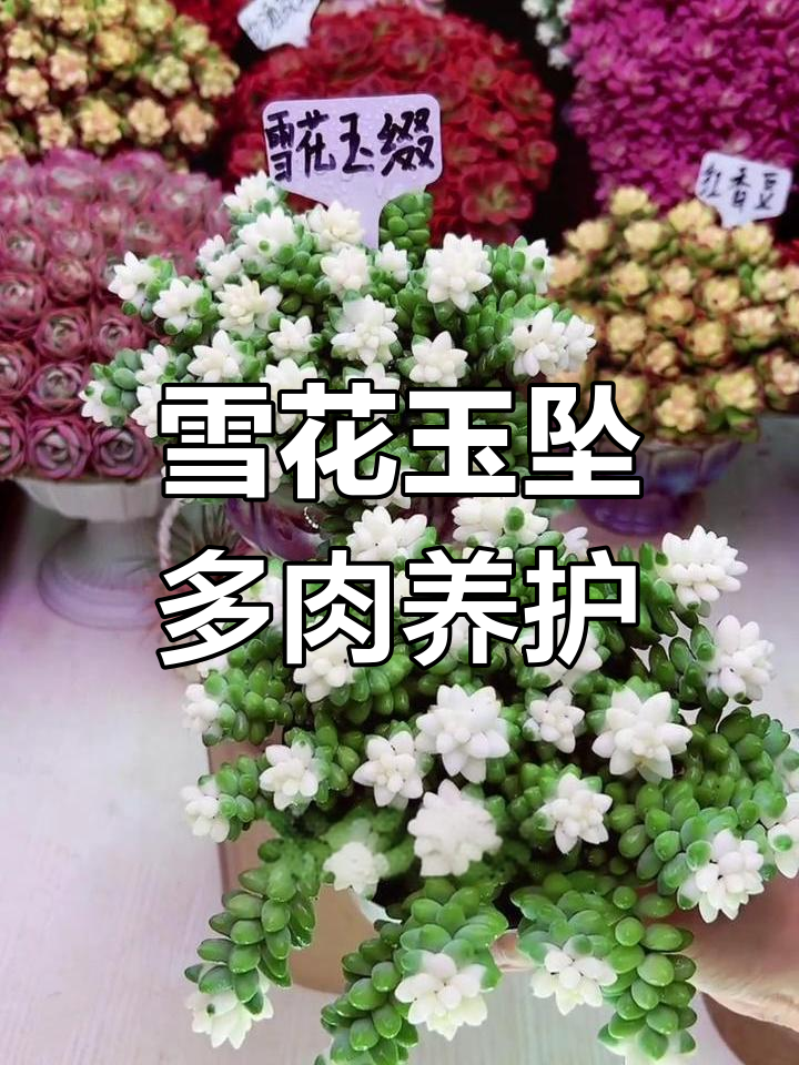 雪花玉坠多肉:室内养护小技巧,轻松打造绿植美景