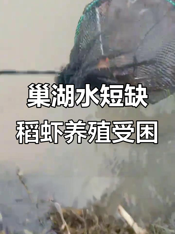 巢湖苏湾稻虾户:即使有百万亩大湖,缺水问题依然难解