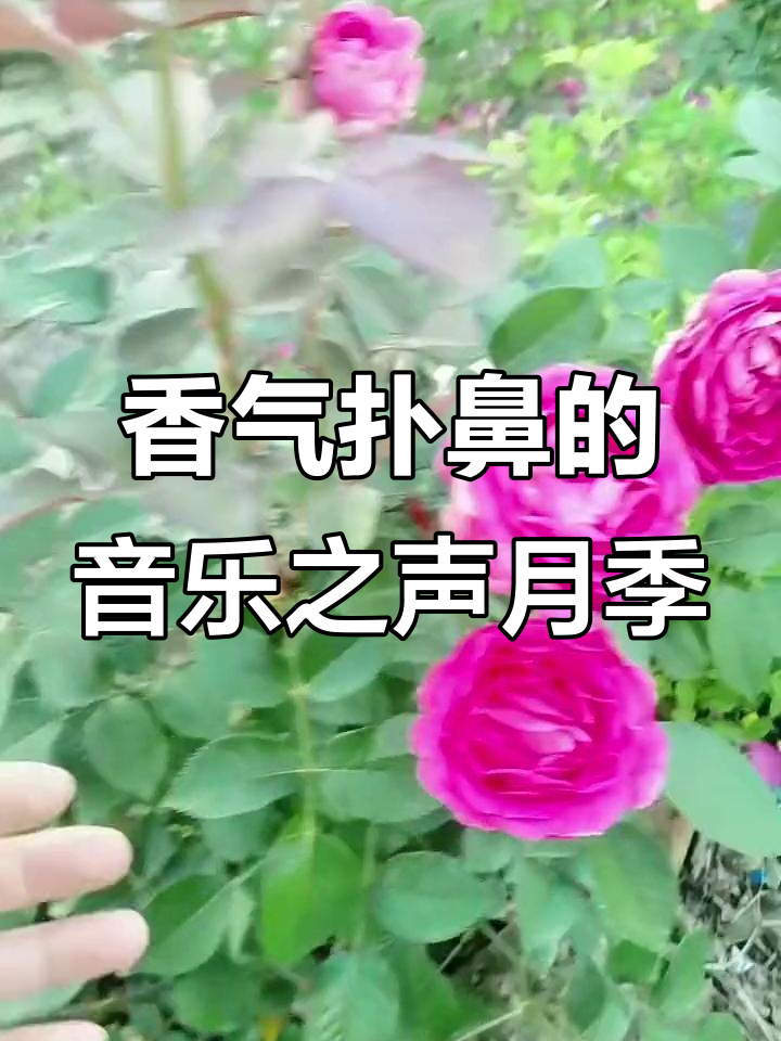 音乐之声月季:花香四溢,抗病性强,多次获奖的美丽品种