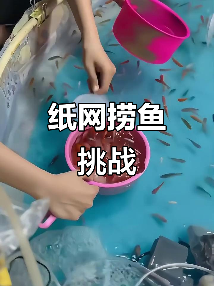 用纸网捞金鱼,难度堪比极限操作
