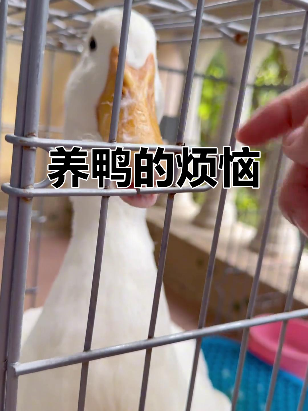 鸭子拉屎不算啥,掉毛才是最让人崩溃的问题!