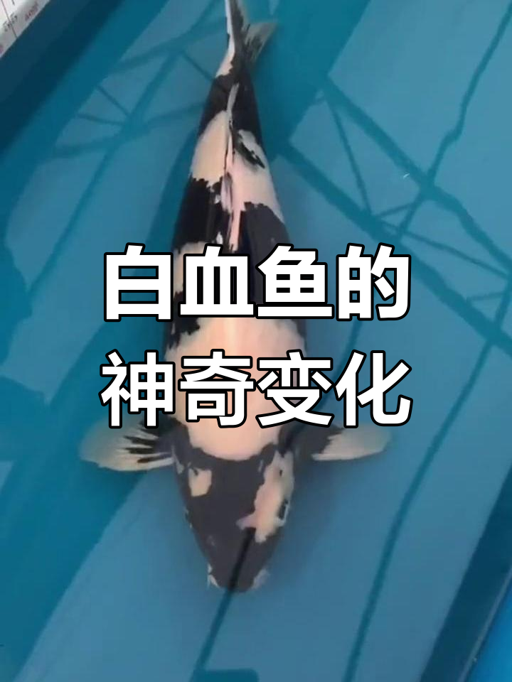 白血鱼一年变化揭秘