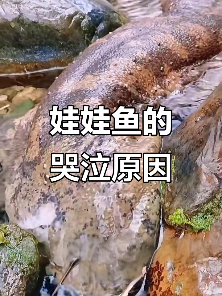 娃娃鱼真的会哭吗?揭秘它的叫声真相