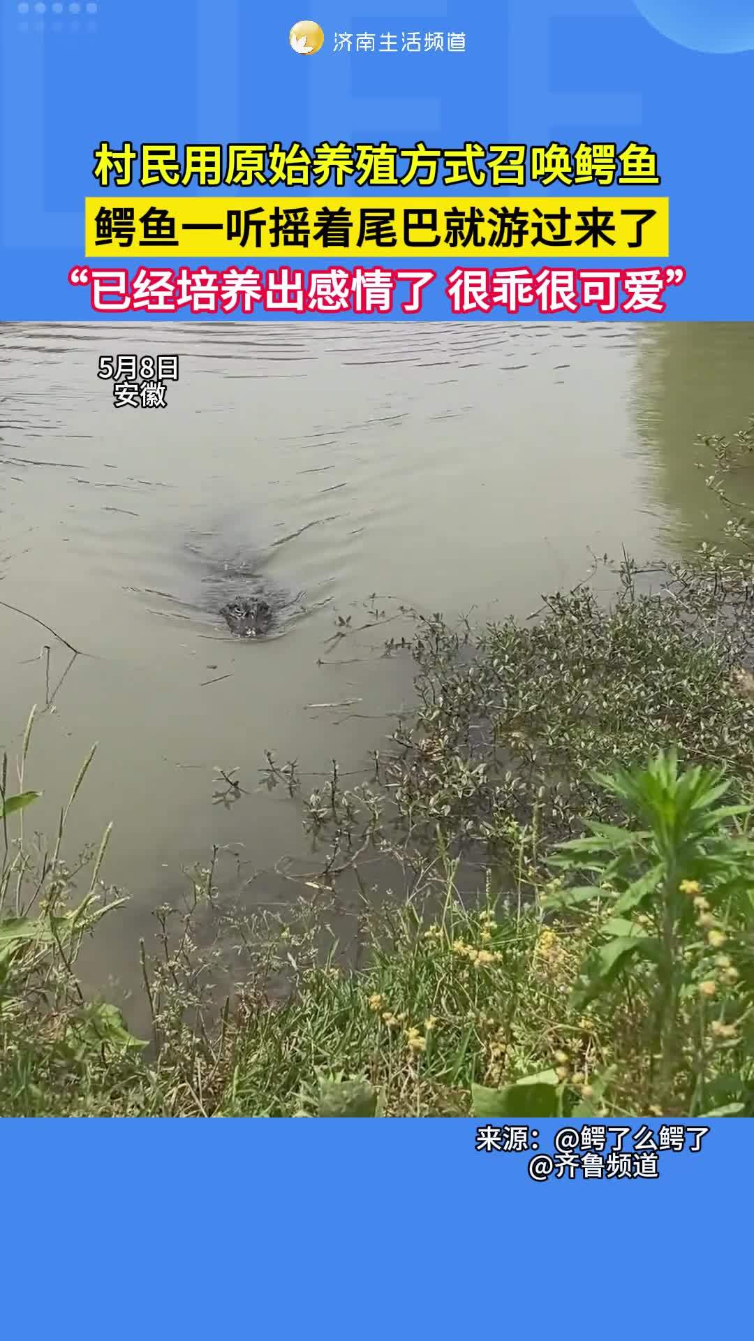 5月8日,安徽。村民用原始养殖方式召唤鳄鱼,鳄鱼一听摇着尾巴就游过来了,“已经培养出感情了