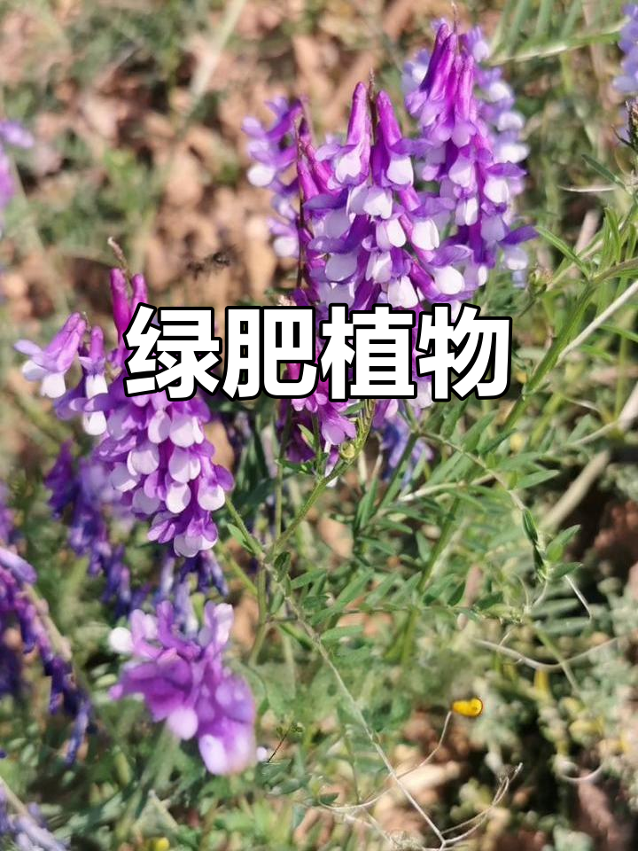 毛苕子,绿肥作物,能改善土壤