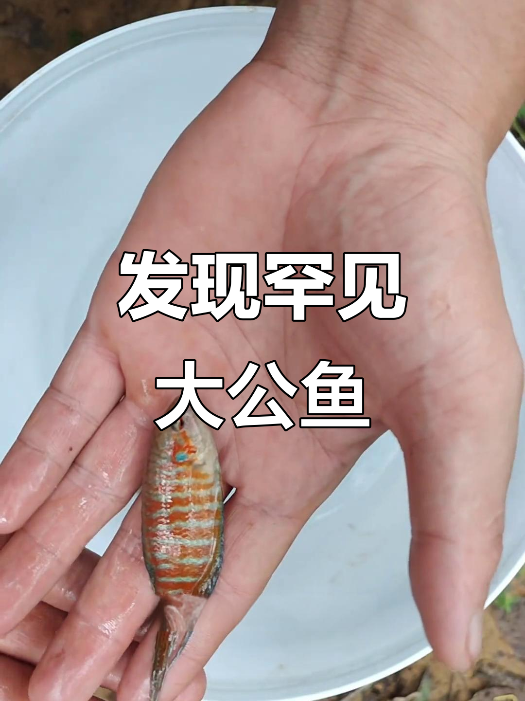 探秘野生大公鱼，三面环山的野水坑惊现12公分巨型斗鱼