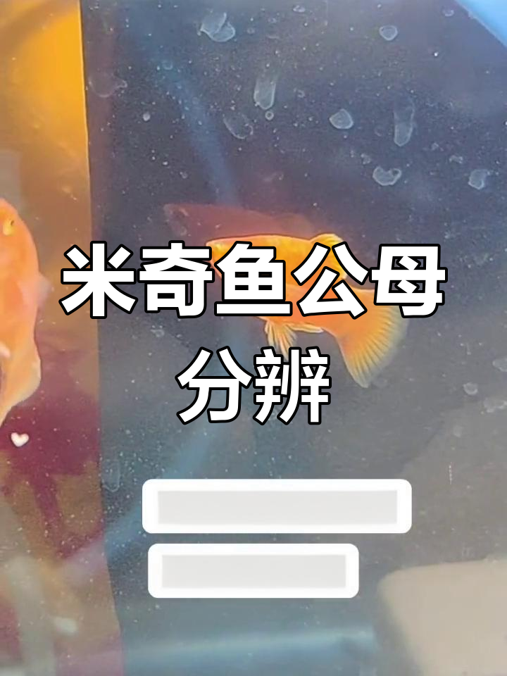 如何辨别米奇鱼性别?