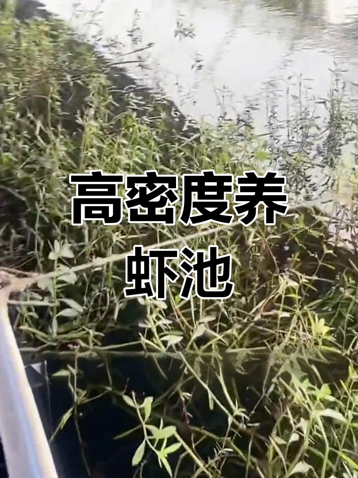 冬季养虾池设计与运营