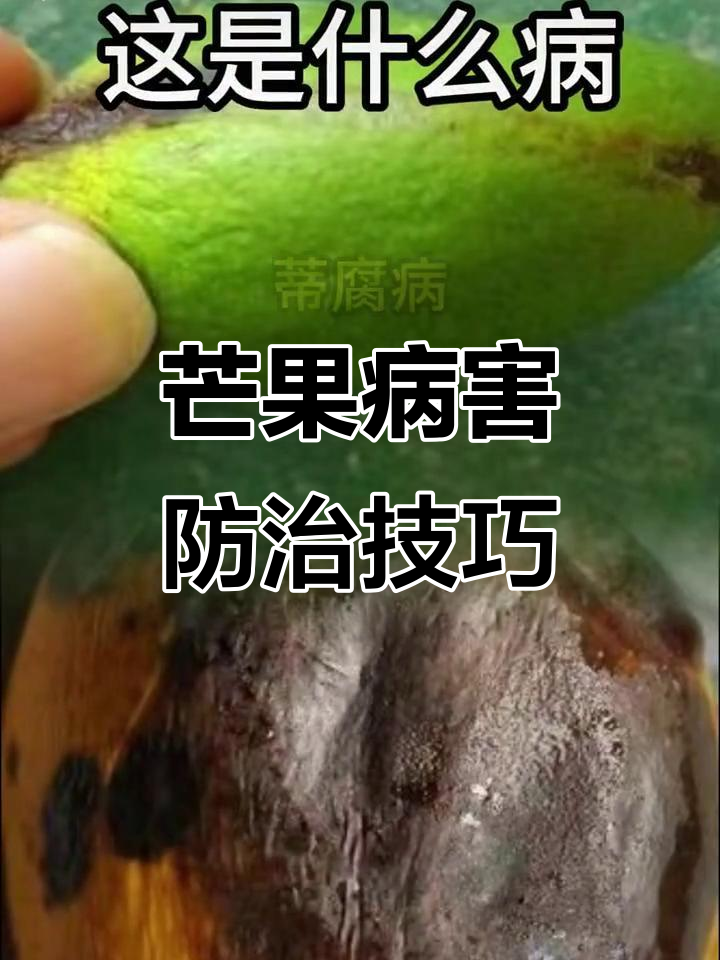 芒果常见病害及防治方法全解析