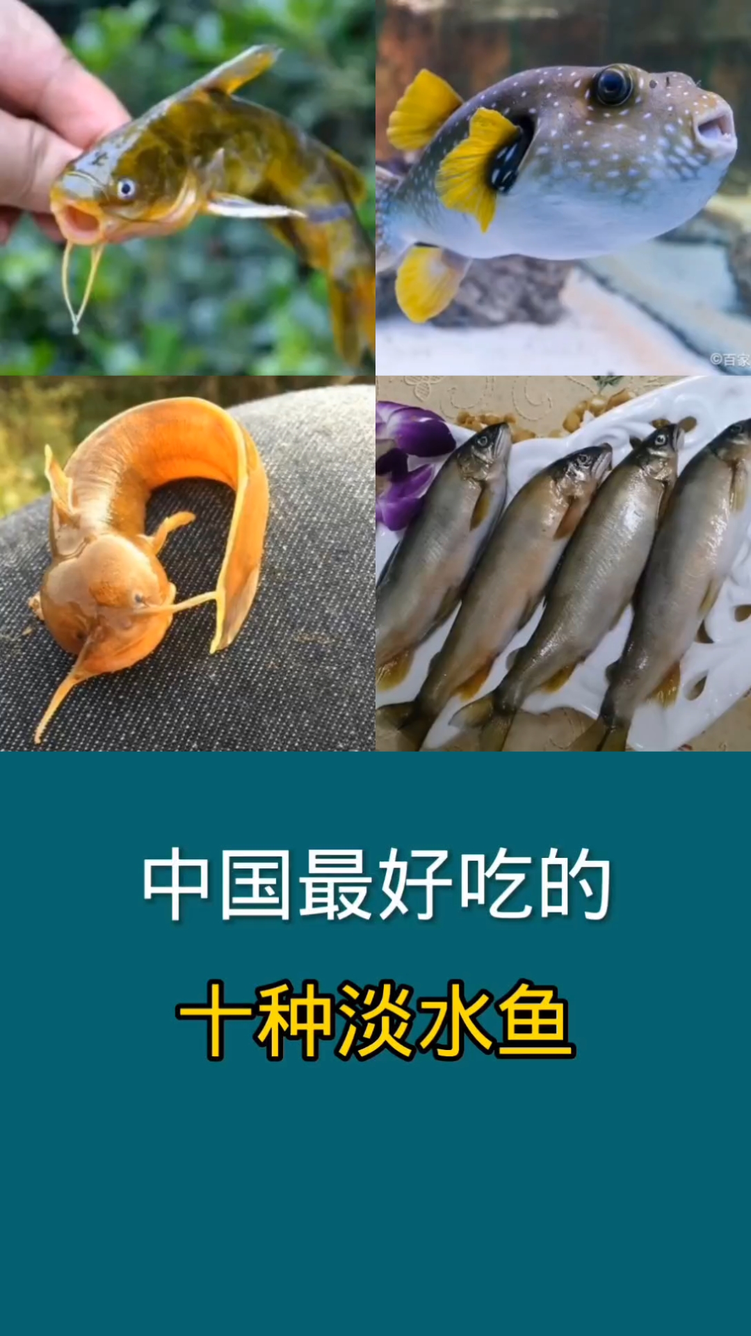 中国最好吃的十种淡水鱼,老铁们吃过几种