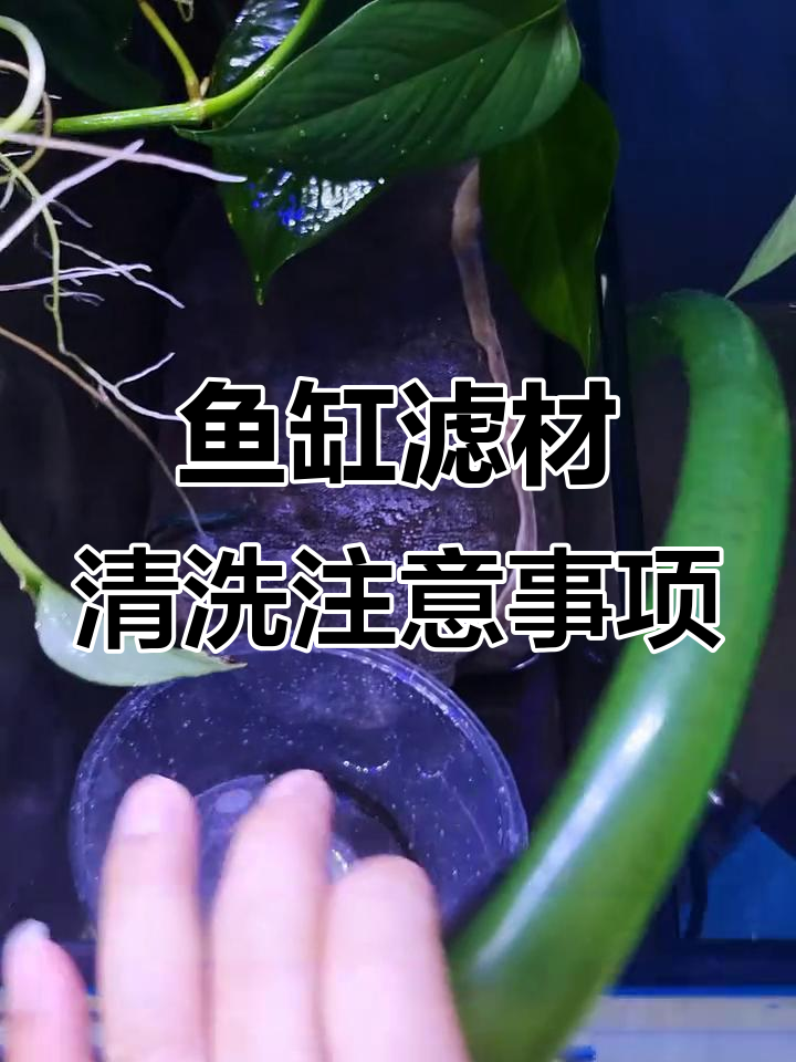 鱼缸滤材清洗技巧,水变黑是正常现象