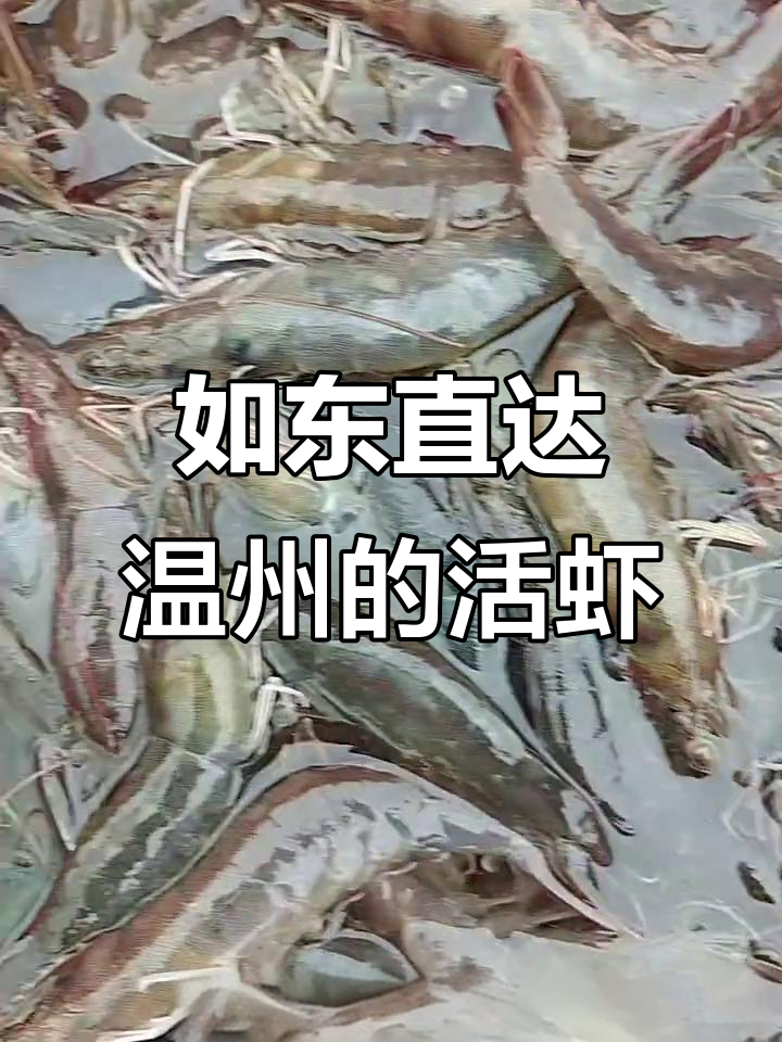活虾从如东到温州,爬行挑战太刺激了!