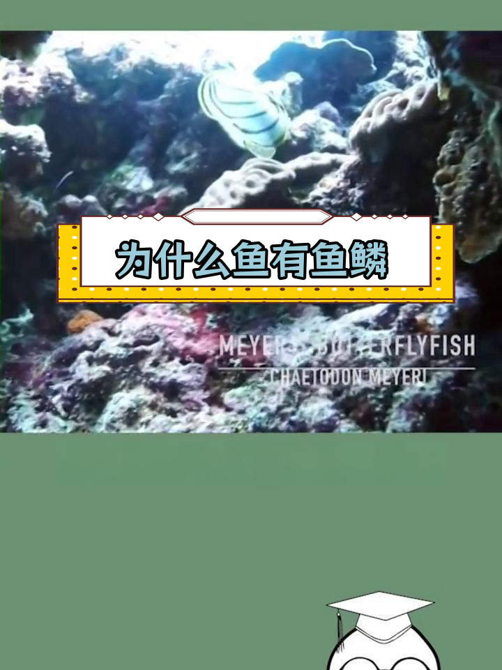 鱼鳞的作用与进化