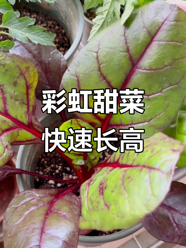 4月彩虹甜菜飞速生长,叶子大得惊人