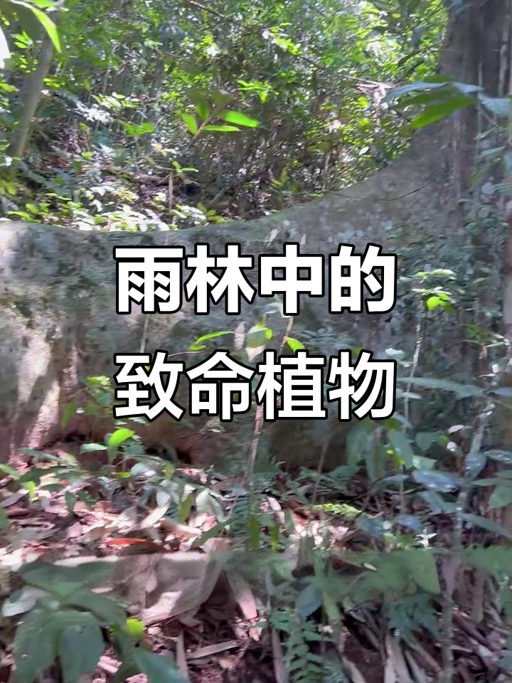 在西双版纳雨林,触碰见血封喉树后果堪忧!
