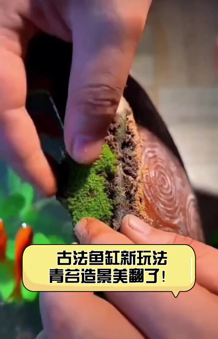 古法鱼缸新玩法,青苔造景美翻了!