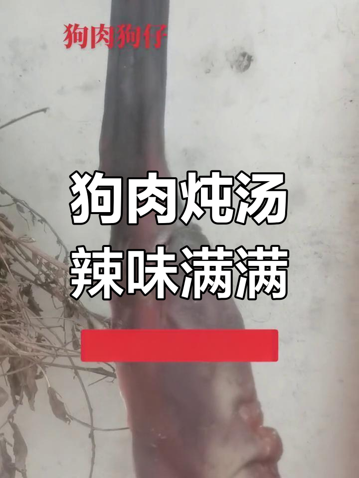 干喝酒的人必试狗肉炖汤,辣味十足让人停不下来