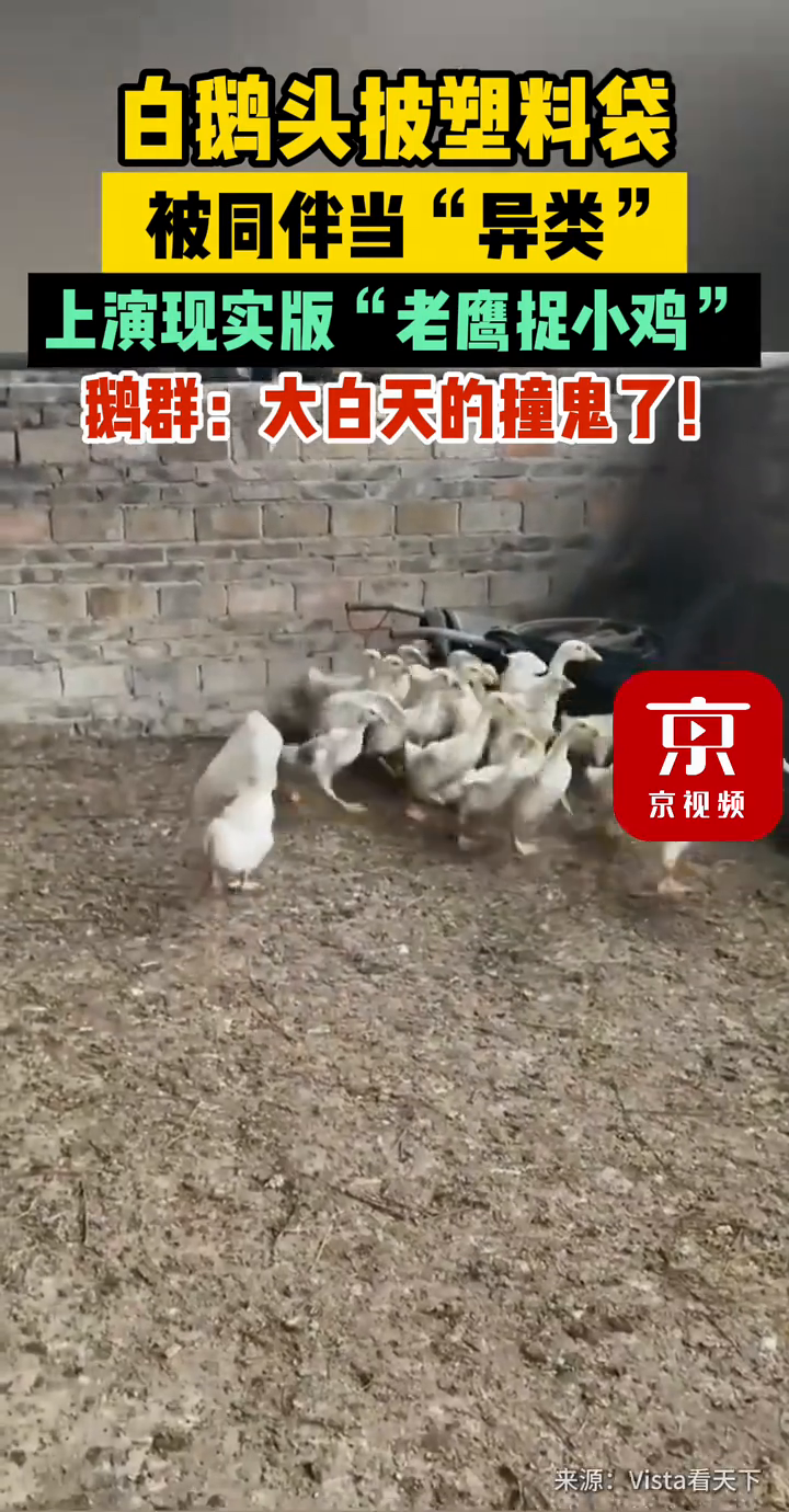 白鹅头披塑料袋被同伴当“异类”,上演现实版“老鹰捉小鸡”
