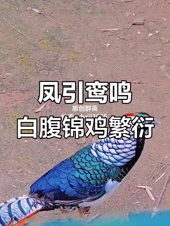 白腹锦鸡与红腹锦鸡的繁殖之歌,山鸣声中藏玄机