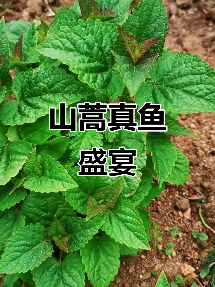 庆岭活鱼,山蒿炖煮,香气扑鼻,今晚与王甲余共品