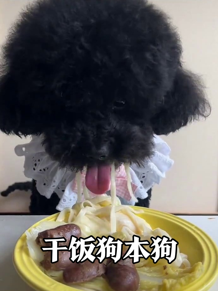 小泰迪吃豪华午餐,面条挂脸秒变表情包!