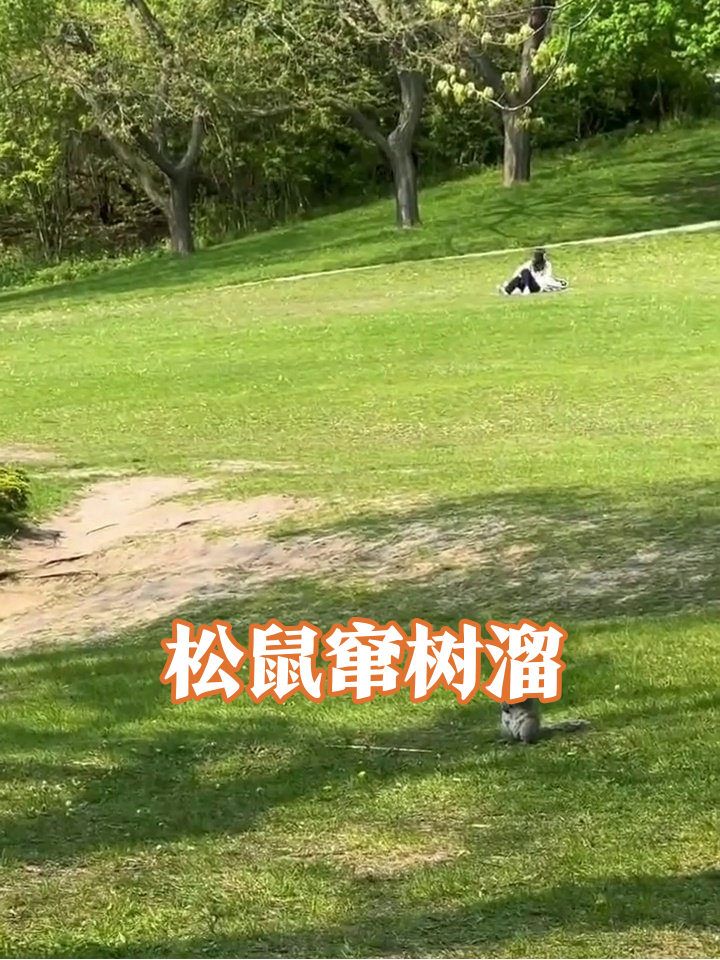 海边鸭子排队游,公园松鼠窜树溜