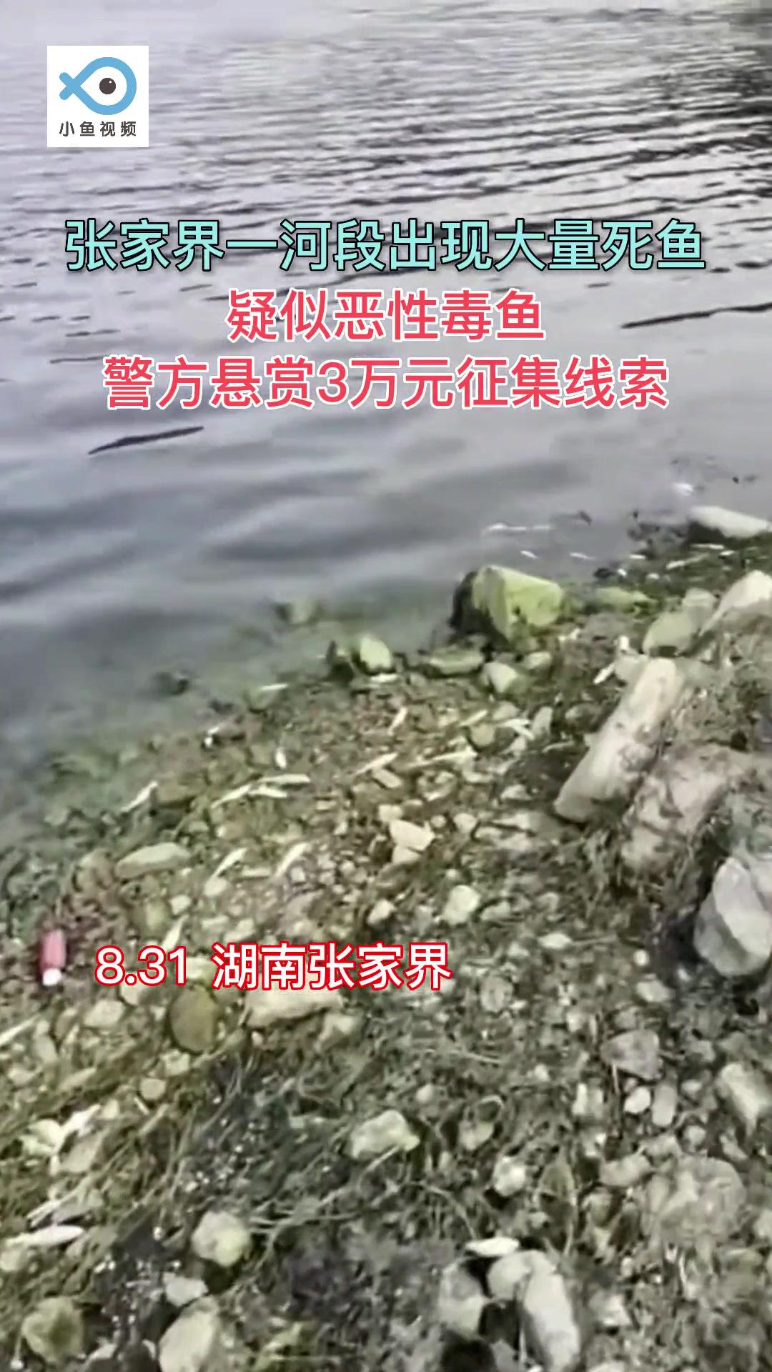 8月31日,湖南张家界公安永定分局通报称,永定区阳湖坪、西溪坪澧水河段出现大量死鱼,疑似恶
