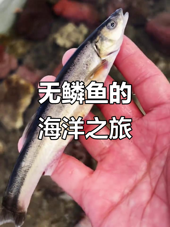 黑龙江神秘无鳞鱼挑战海化,能否成功?