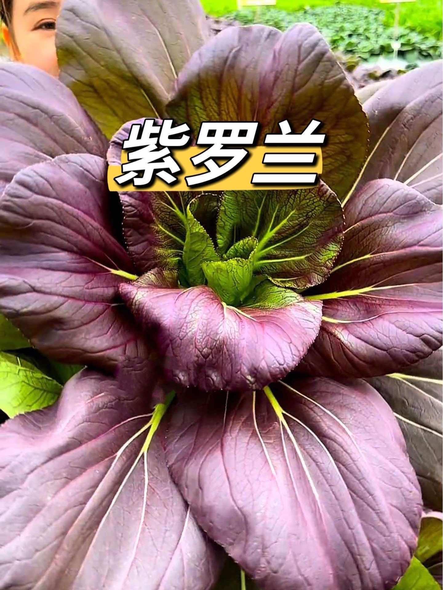 姐妹们快来种 紫罗兰油菜种子 紫罗兰菜 蔬菜种子 优质农产品 春天的我萌到发芽