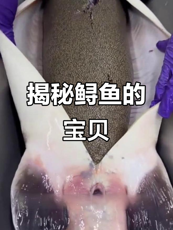 鲟鱼肚子里的秘密:顶级鱼子酱的取法与风险