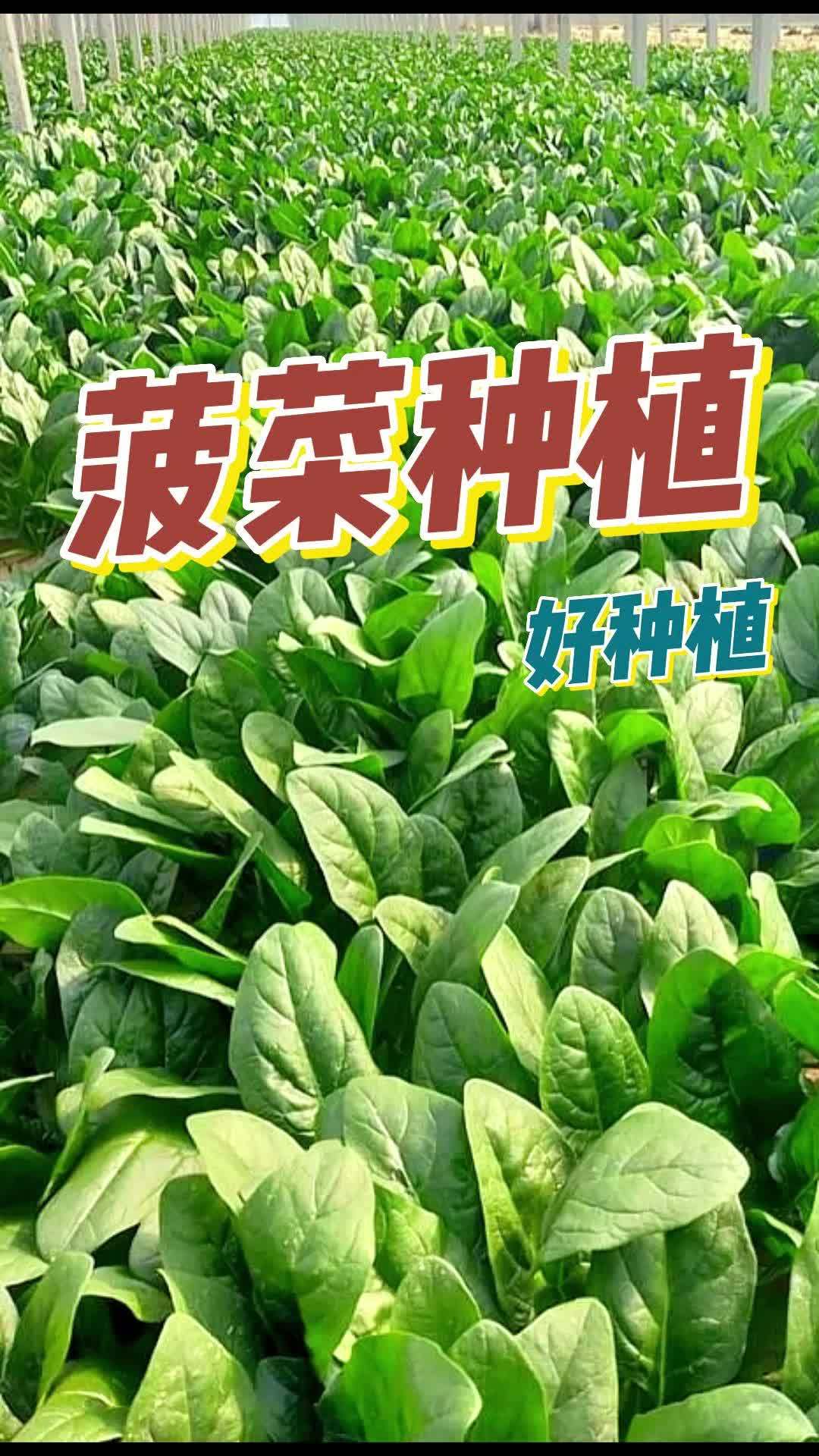 9月已经可以开始种菠菜了,阳台小院、空花盆皆可以种植 菠菜 家庭种菜小技巧 菠菜新吃法
