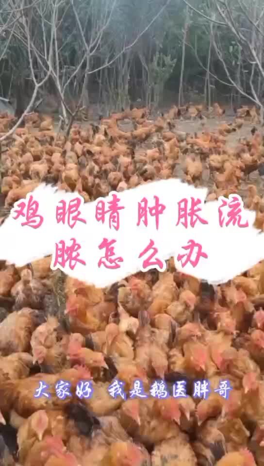 鸡眼睛冒水流脓怎么治疗鸡眼睛流脓水怎么办