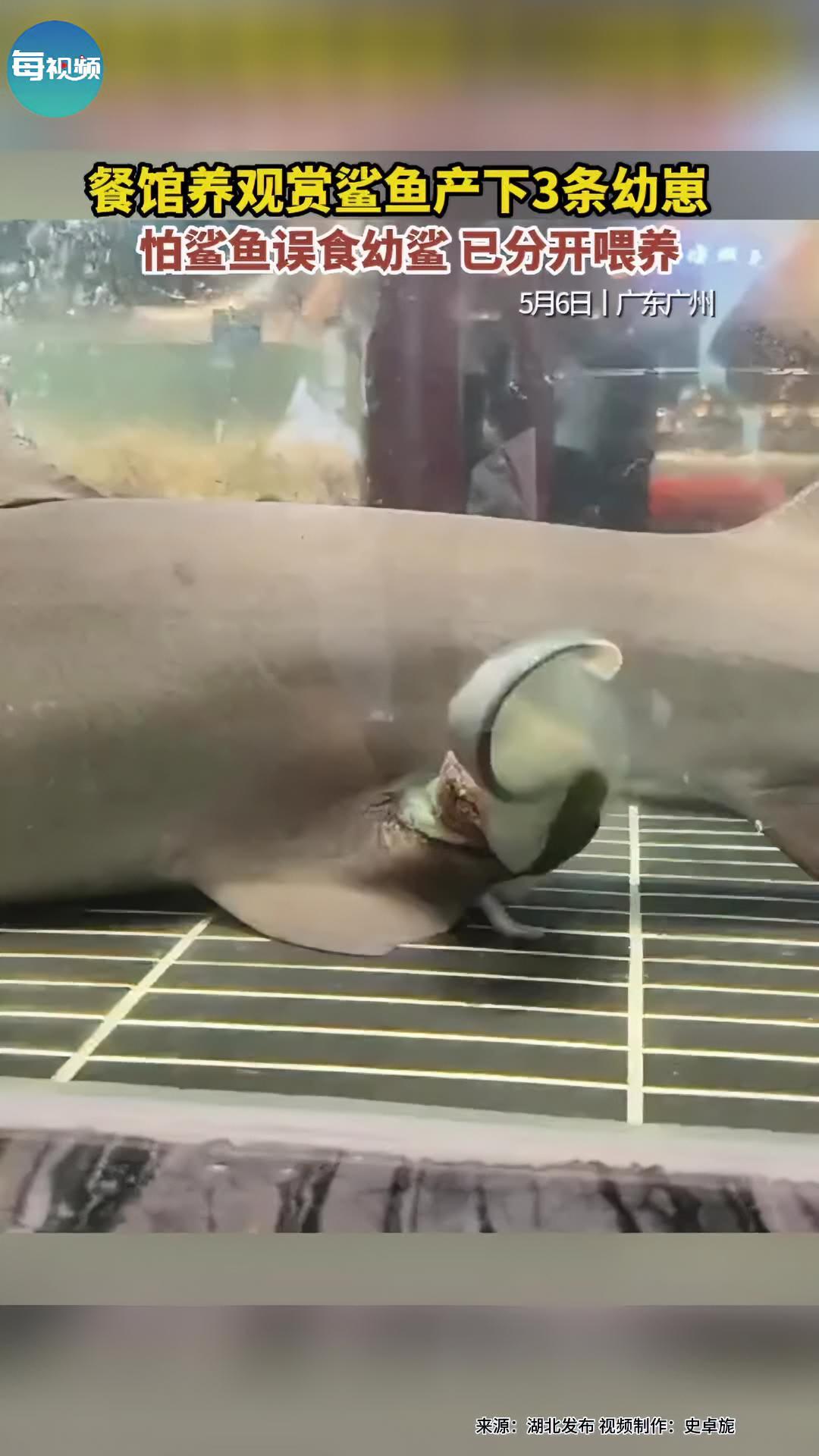 餐馆养观赏鲨鱼产下3条幼崽 怕鲨鱼误食幼鲨已分开喂养