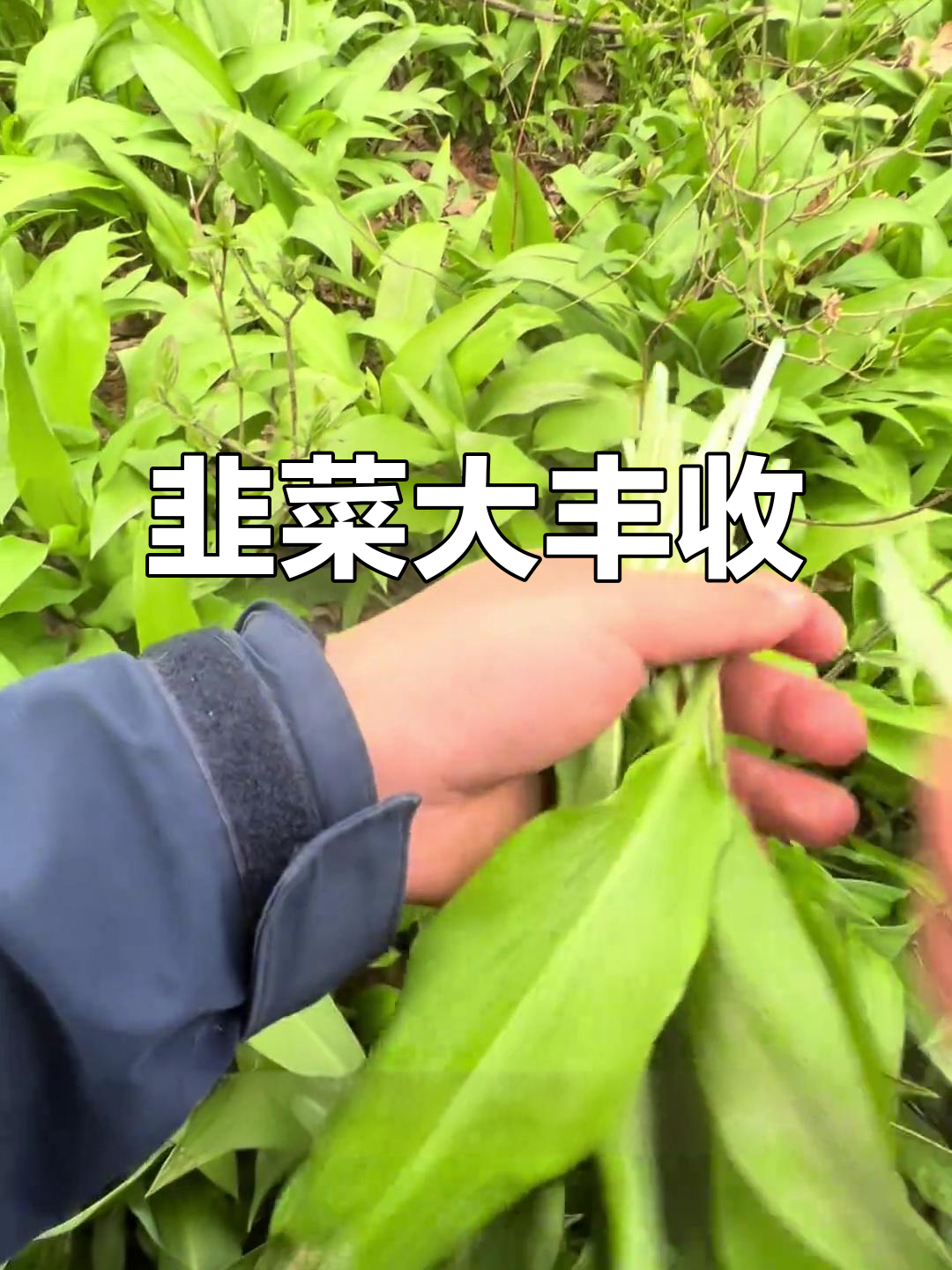 德国韭菜丰收,超市价格高昂,野外有机更贵!