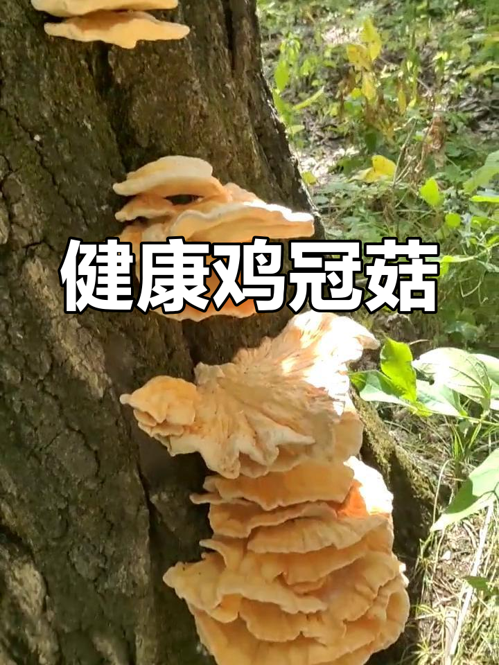 鸡冠菇:美味又健康,助消化、纤体美容