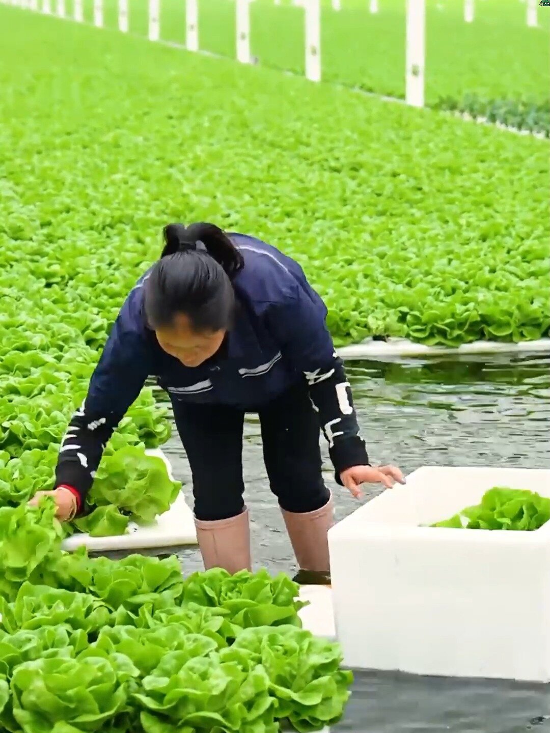 农民伯伯总结出来的种菜顺口,很全很实用!