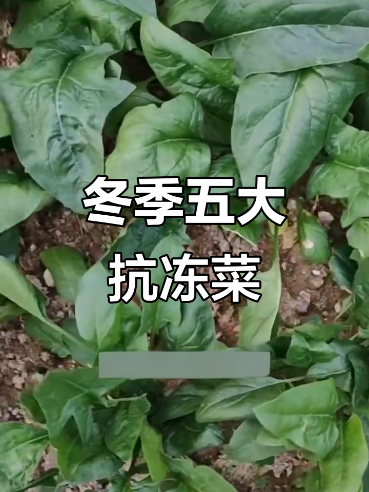 立冬后必种五种耐寒蔬菜，营养丰富不怕冷