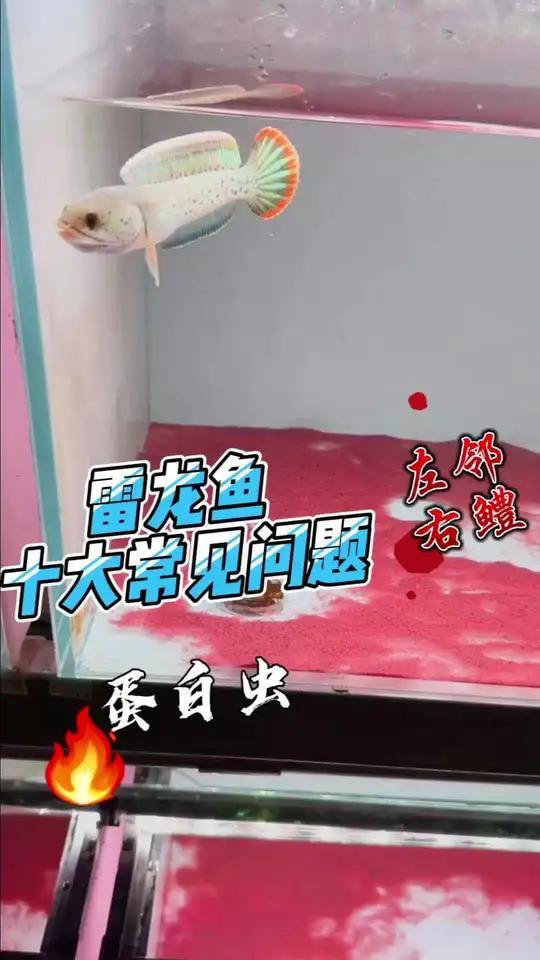 雷龙鱼十大常见问题之蛋白虫 升温也许是解决蛋白虫的好办法 雷龙鱼 巴卡雷龙 黄金眼镜蛇雷龙