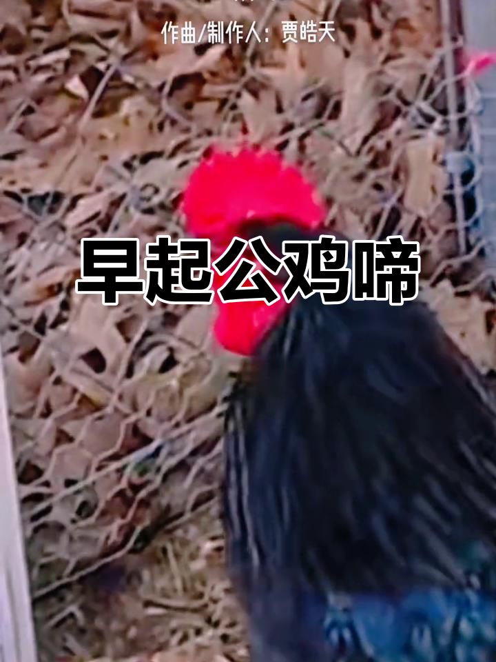 公鸡打鸣,农村早晨的闹钟铃声!