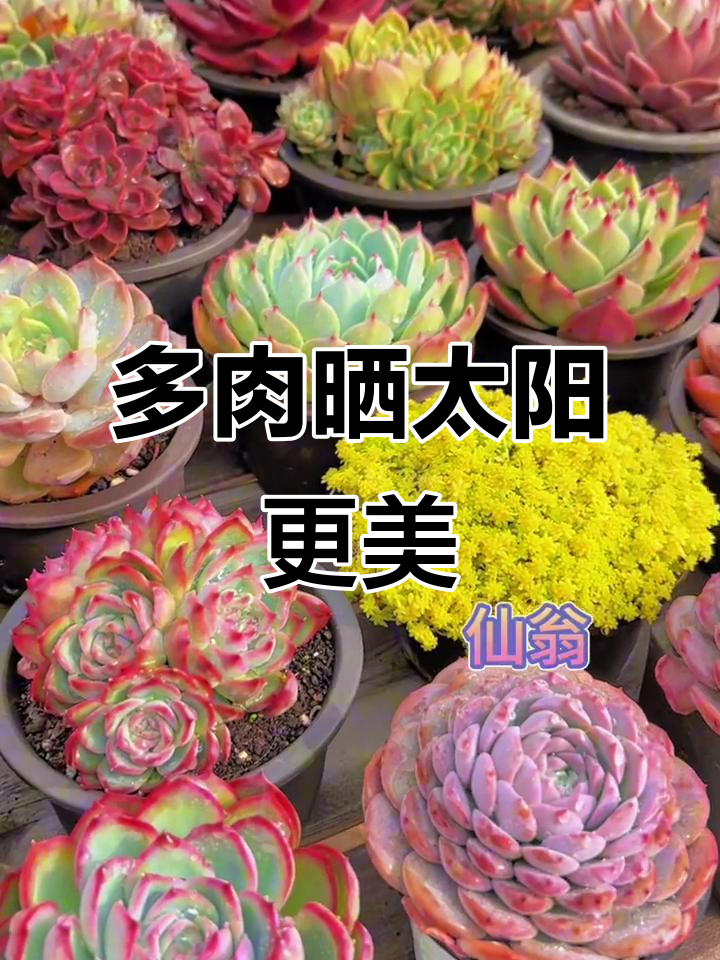 给多肉晒晒太阳，胭脂多肉的美丽蜕变