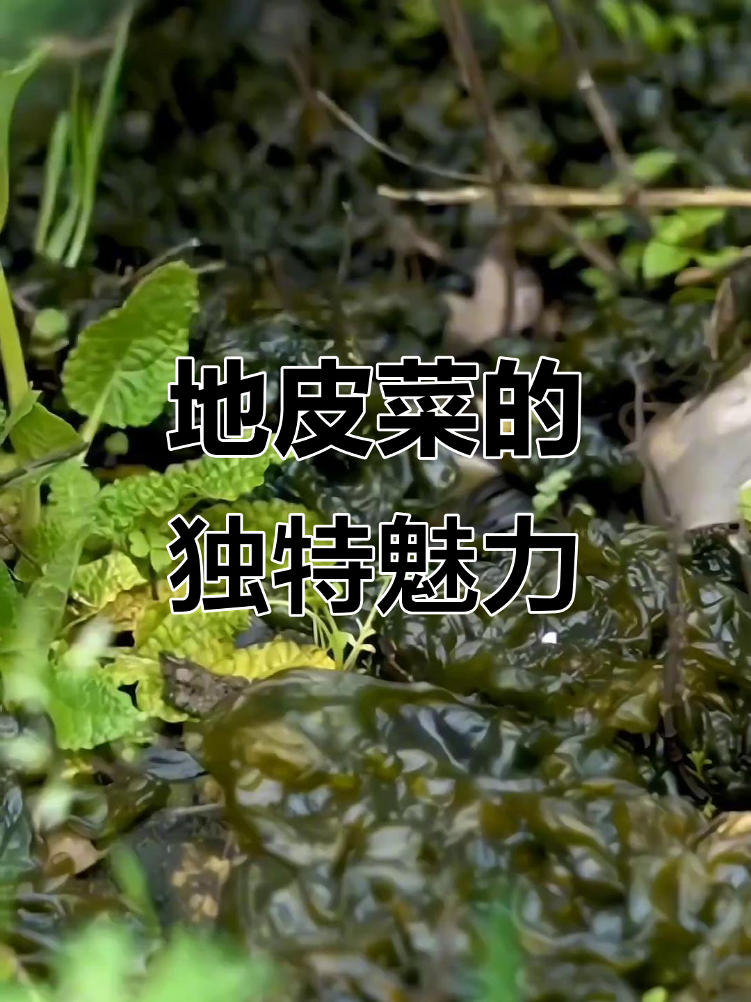 雨后野菜,地皮美味,包子菜肴皆佳!